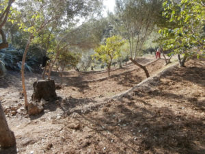 Finca del Arroyo de las Adelfas